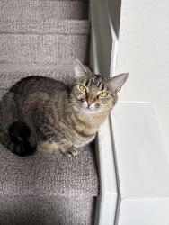 Lost Female Cat last seen Parallel apmts, Omaha, NE 68106