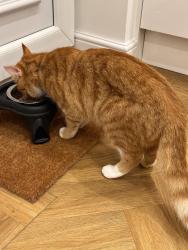 Reunited Male Cat last seen Besant Close, Blackburn , Blackburn with Darwen, England BB1 2RG