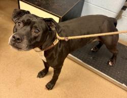 Shelter Stray Male Dog last seen , 30038, GA, Atlanta, GA 30341