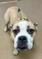 Shelter Stray Female Dog last seen , 30316, GA, 3280 Chamblee Dunwoody Rd, Chamblee, GA 30341, USA