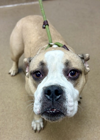 Shelter Stray Female Dog last seen , 30316, GA, 3280 Chamblee Dunwoody Rd, Chamblee, GA 30341, USA