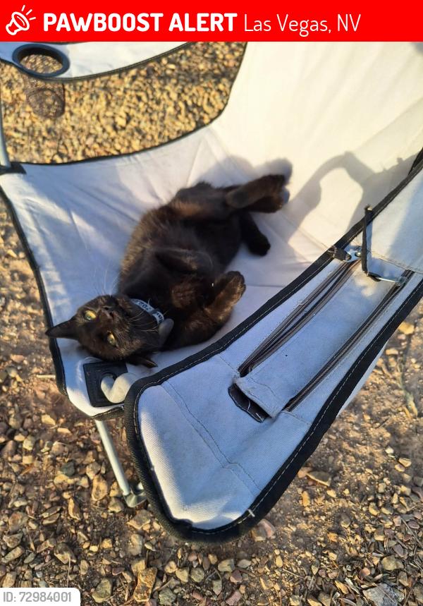 Lost Male Cat last seen Gilmore avenue, Aspen Cove st, Las Vegas, NV 89129