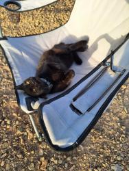 Lost Male Cat last seen Gilmore avenue, Aspen Cove st, Las Vegas, NV 89129