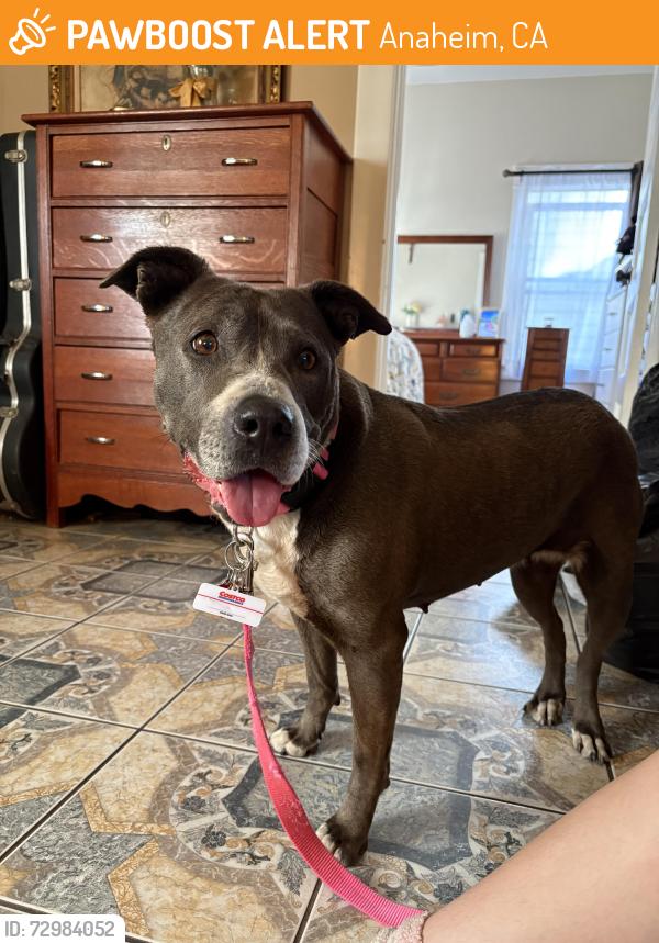Found/Stray Female Dog last seen Near e adele st , Anaheim, CA 92805