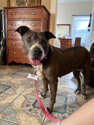 Found/Stray Female Dog last seen Near e adele st , Anaheim, CA 92805
