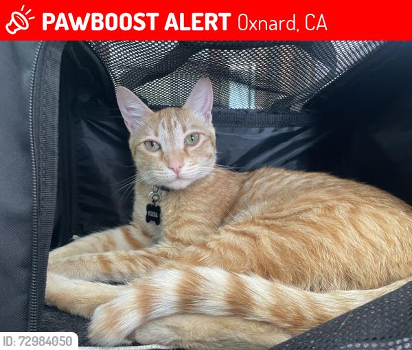 Lost Male Cat last seen Near s F st Oxnard ca, Oxnard, CA 93030