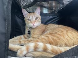 Lost Male Cat last seen Near s F st Oxnard ca, Oxnard, CA 93030