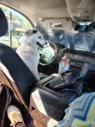 Lost Male Dog last seen Unser and bluewater, Albuquerque, NM 87121