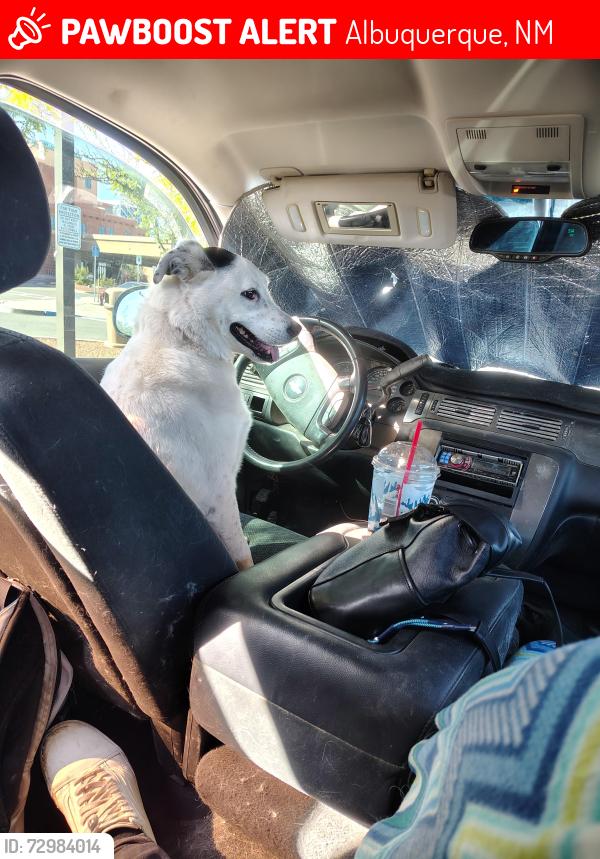 Lost Male Dog last seen Unser and bluewater, Albuquerque, NM 87121