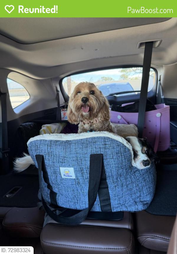 Reunited Female Dog last seen 18th St,  Atlantic Beach, Atlantic Beach, FL 32233
