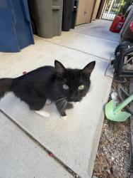 Found/Stray Female Cat last seen 3306I, Lancaster, CA 93536