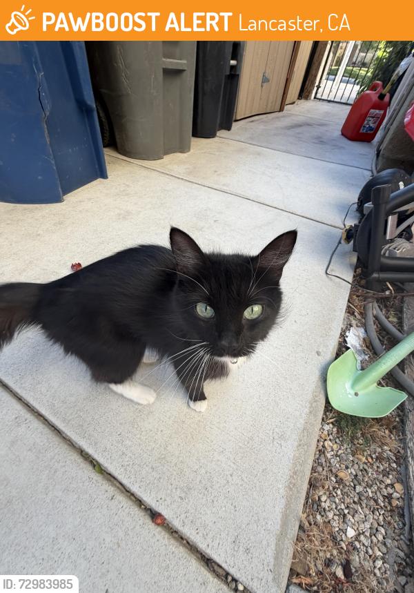 Found/Stray Female Cat last seen 3306I, Lancaster, CA 93536