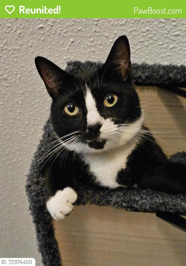 Reunited Male Cat last seen Teri, Overlook, Debra, Prattville, AL 36066