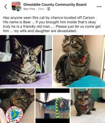 Lost Male Cat last seen Boydton and carson, Dinwiddie, VA 23841