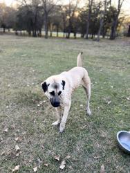 Reunited Male Dog last seen Shady Trail and Sunnyview Lane, Flower Mound, TX 75022