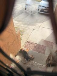 Found/Stray Female Dog last seen Pitner court, San Jose, CA 95148