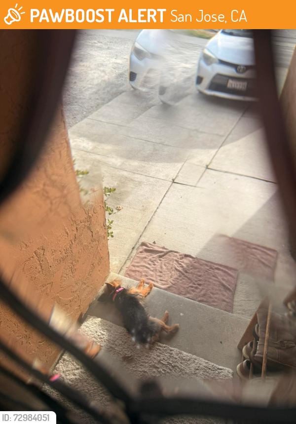 Found/Stray Female Dog last seen Pitner court, San Jose, CA 95148
