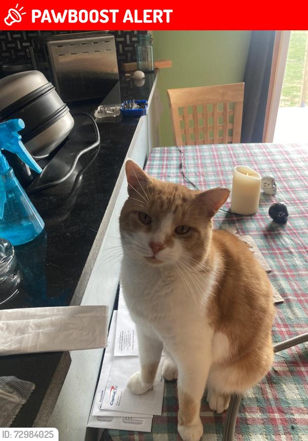 Lost Male Cat last seen Center for Animal Health and Welfare , Williams Township, PA 18042