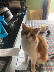 Lost Male Cat last seen Center for Animal Health and Welfare , Williams Township, PA 18042