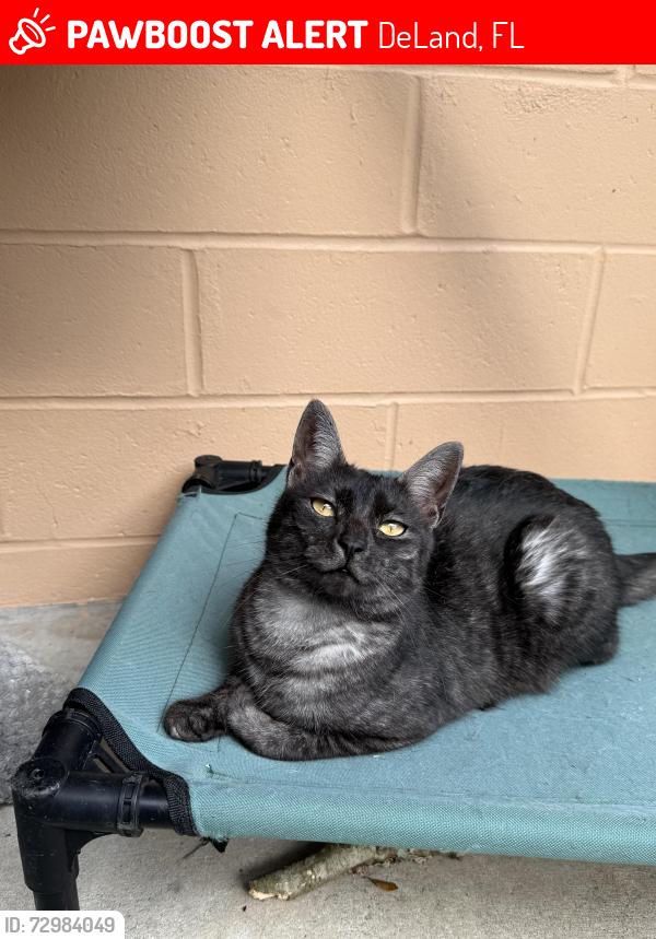 Lost Female Cat last seen West Minnesota ave and ridgewood ave, DeLand, FL 32720