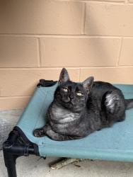 Lost Female Cat last seen West Minnesota ave and ridgewood ave, DeLand, FL 32720