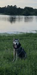 Reunited Male Dog last seen Lake Holcomb / Imperial Oaks , Spring, TX 77373