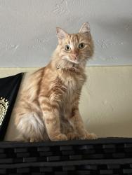 Lost Female Cat last seen Niblick Dr. & Golf Dr., La Mesa, CA 91941