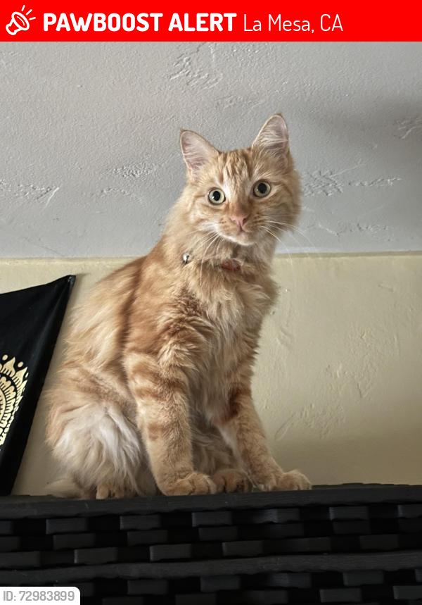 Lost Female Cat last seen Niblick Dr. & Golf Dr., La Mesa, CA 91941