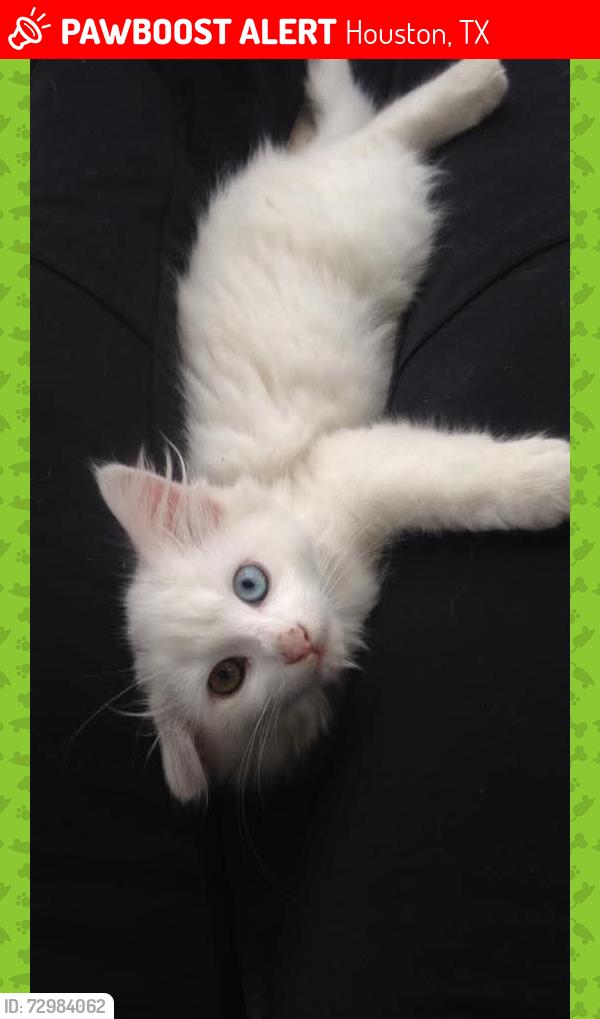 Lost Male Cat last seen Magnolia garden Park , Houston, TX 77002