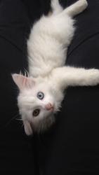 Lost Male Cat last seen Magnolia garden Park , Houston, TX 77002