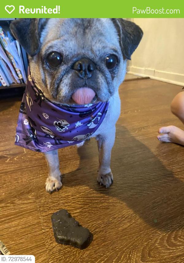 Reunited Female Dog last seen Gleason Ave/Lorena , Los Angeles, CA 90063