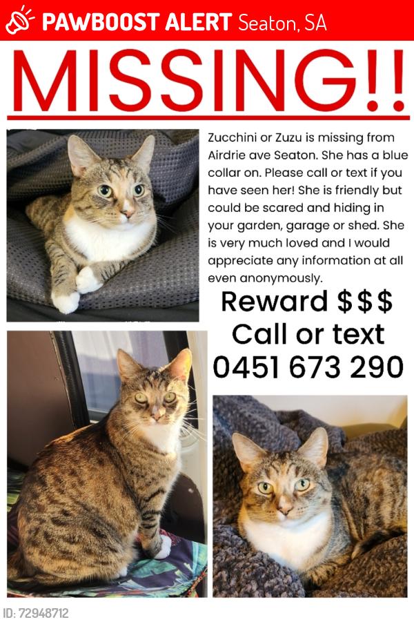 Lost Female Cat last seen Airdrie avenue , Seaton, SA 5023
