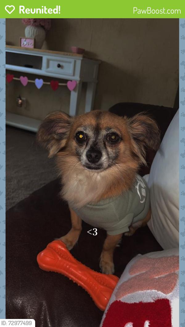 Reunited Male Dog last seen Goodson loop , Pinehurst, TX 77362