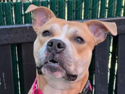 Shelter Stray Male Dog last seen Morris Avenue, BRONX, NY, 10451, 326 E 110th St, New York, NY 10029, USA