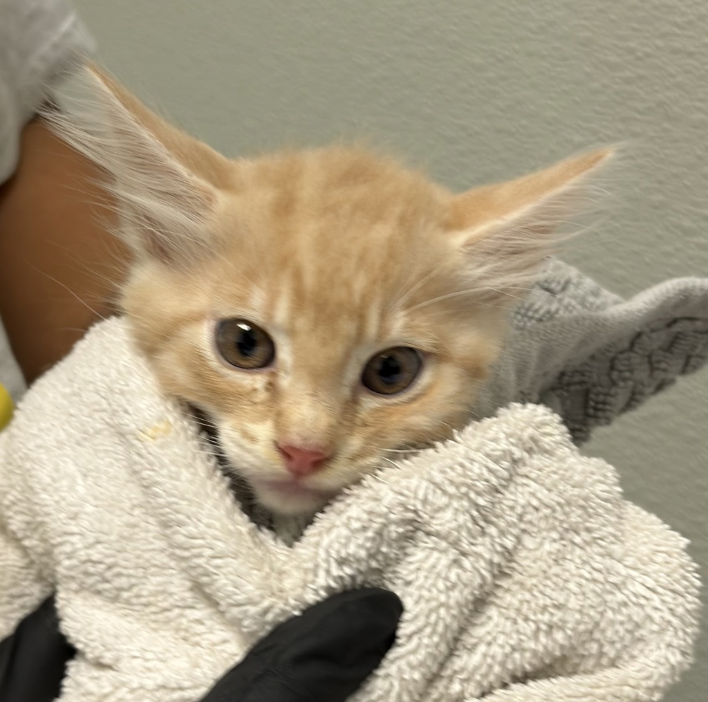 Shelter Stray Male Cat last seen In BOAT OF FINDER, San Diego, CA, 92102, 5500 Gaines St, San Diego, CA 92110, USA
