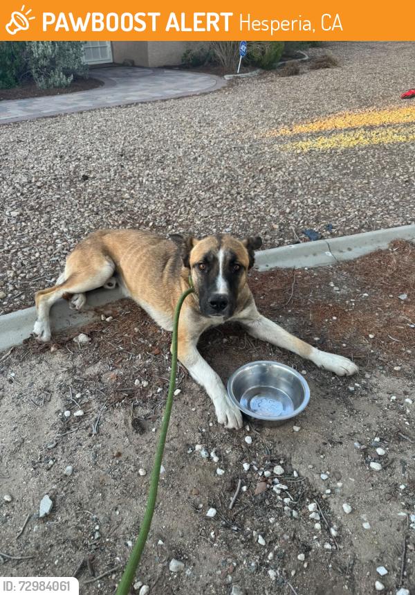 Found/Stray Male Dog last seen Found near Palm St, Hesperia, CA 92340