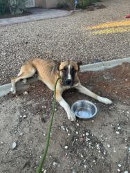 Found/Stray Male Dog last seen Found near Palm St, Hesperia, CA 92340