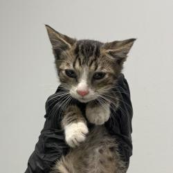 Shelter Stray Male Cat last seen Near Toyne Street, San Diego, CA, 92102, 5500 Gaines St, San Diego, CA 92110, USA