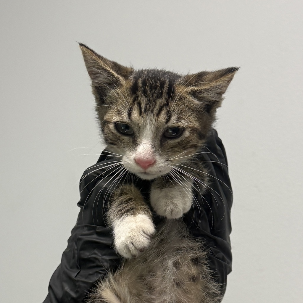 Shelter Stray Male Cat last seen Near Toyne Street, San Diego, CA, 92102, 5500 Gaines St, San Diego, CA 92110, USA