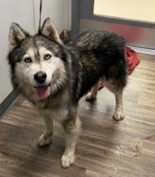 Shelter Stray Male Dog last seen Near Wightman Street, San Diego, CA, 92113, 5500 Gaines St, San Diego, CA 92110, USA