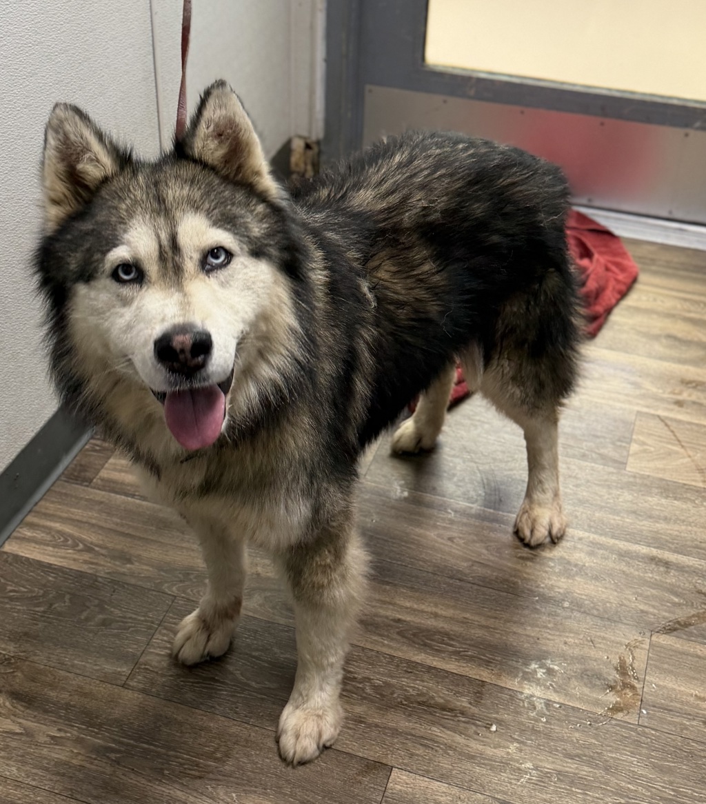 Shelter Stray Male Dog last seen Near Wightman Street, San Diego, CA, 92113, 5500 Gaines St, San Diego, CA 92110, USA