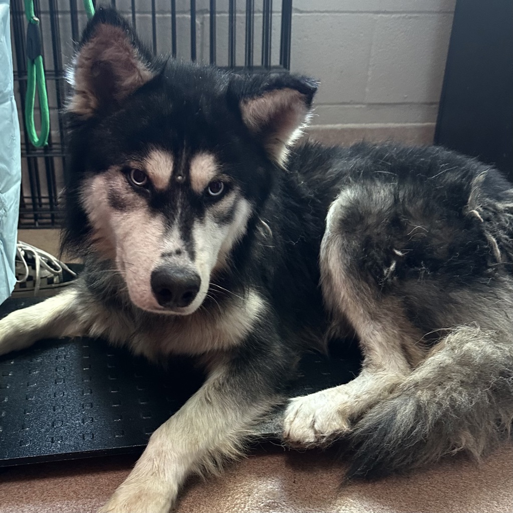 Shelter Stray Male Dog last seen Near Wightman Street, San Diego, CA, 92105, 5500 Gaines St, San Diego, CA 92110, USA
