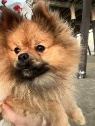 Reunited Male Dog last seen Avenue 144, Porterville, CA 93257