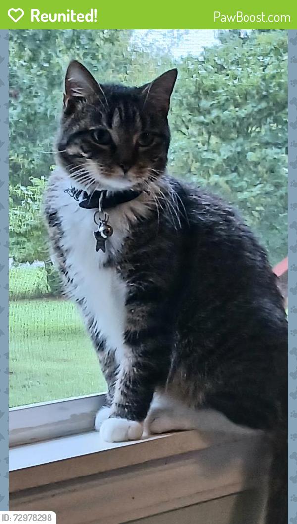 Reunited Male Cat last seen Holland Mill Road, Siler City Snow Camp Road, Snow Camp, NC 27349