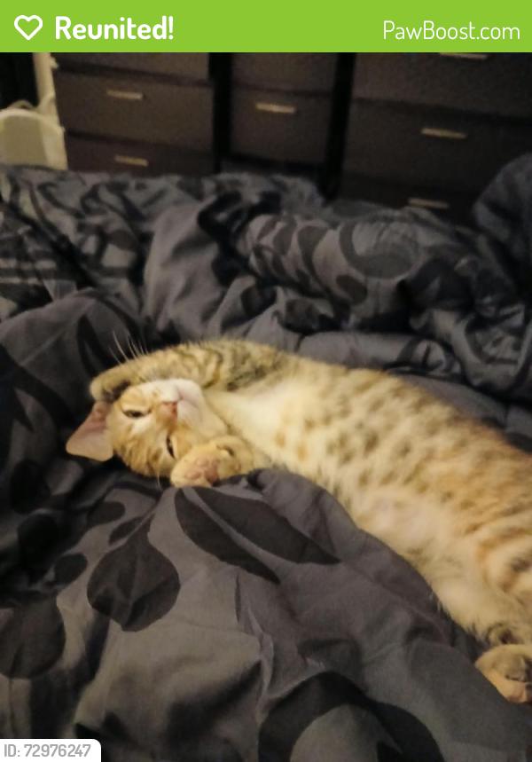 Reunited Female Cat last seen Timbers apmts , Raleigh, NC 27612