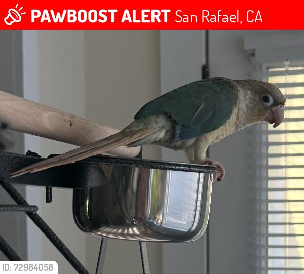 Lost Female Bird last seen Near Bellam Blvd, San Rafael, CA, San Rafael, CA 94901