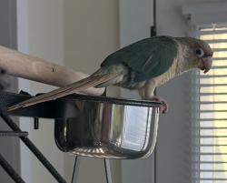 Lost Female Bird last seen Near Bellam Blvd, San Rafael, CA, San Rafael, CA 94901