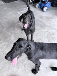 Found/Stray Female Dog last seen Tate Rd between North Tate School Rd & Archer , Cantonment, FL 32533