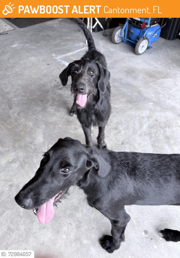 Found/Stray Female Dog last seen Tate Rd between North Tate School Rd & Archer , Cantonment, FL 32533