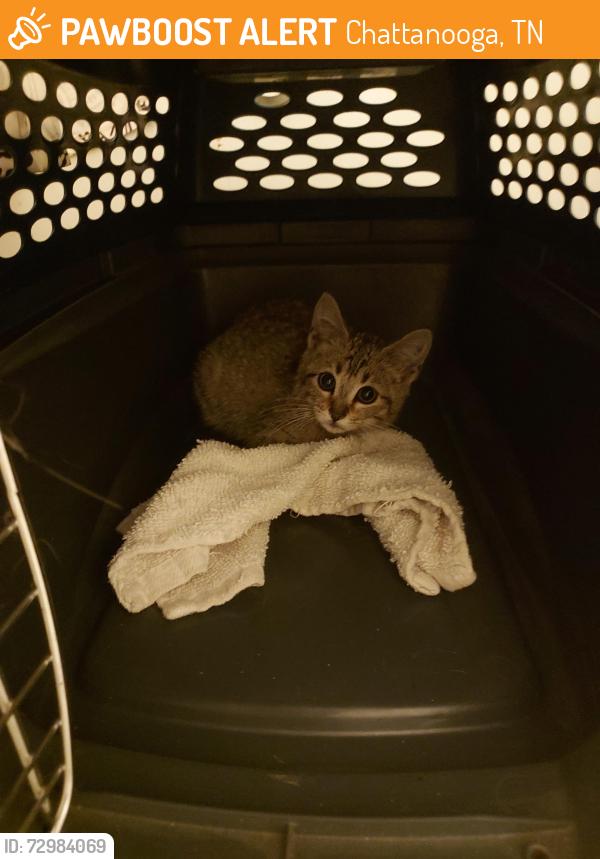 Found/Stray Unknown Cat last seen Wilcox and Tunnel, Chattanooga, TN 37411